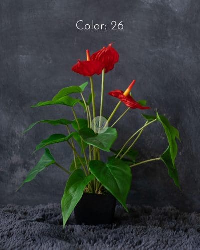 Anthurium with Pot PTX318P - Image 5