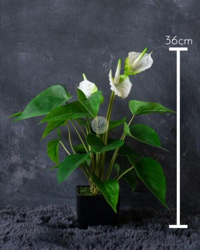 Anthurium with Pot PTX318P - Image 6