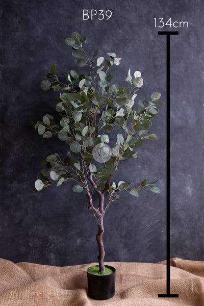 Eucalyptus Plant with Pot BP39/40 - Image 6