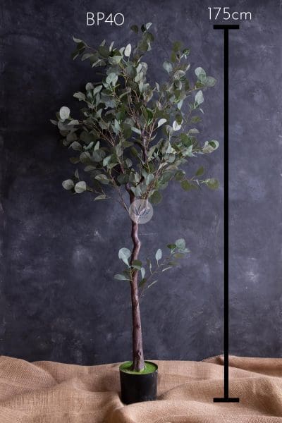 Eucalyptus Plant with Pot BP39/40 - Image 7