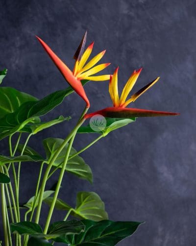 Bird of Paradise BP34 - Image 4