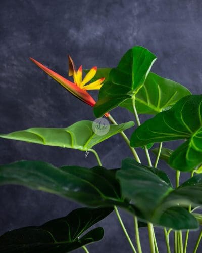 Bird of Paradise BP34 - Image 3