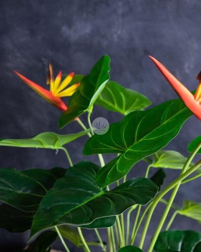 Bird of Paradise BP34 - Image 2