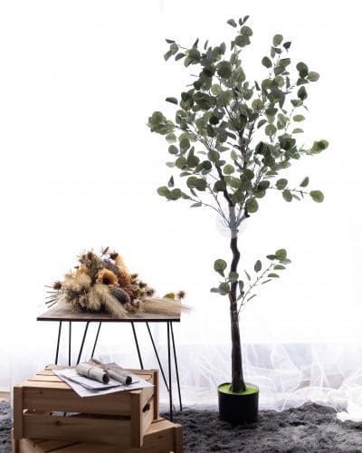 Eucalyptus Plant with Pot BP39/40