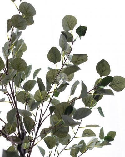 Eucalyptus Plant with Pot BP39/40 - Image 2