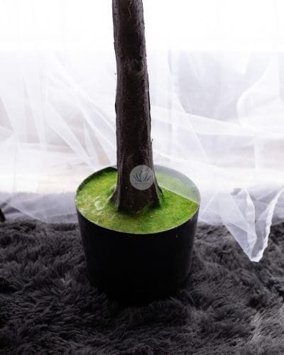 Eucalyptus Plant with Pot BP39/40 - Image 5
