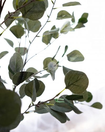 Eucalyptus Plant with Pot BP39/40 - Image 3