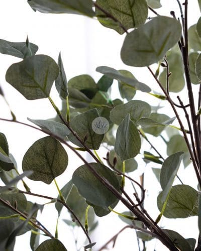 Eucalyptus Plant with Pot BP39/40 - Image 4