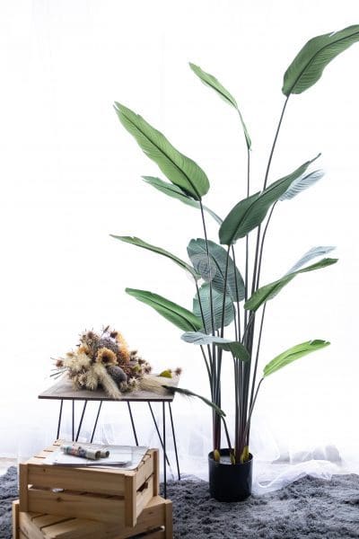 Travel Banana Tree LWP7061/7059/7089