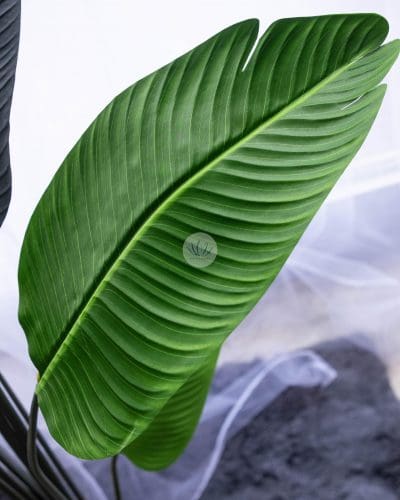 Travel Banana Tree LWP7061/7059/7089 - Image 2