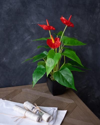 Anthurium with Pot PTX318P