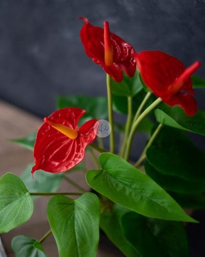 Anthurium with Pot PTX318P - Image 2