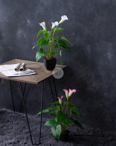 Cally Lily with Pot EL083F18LP