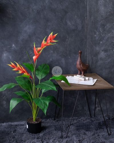 Heliconia Plant 16F12L-25
