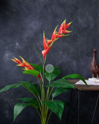Heliconia Plant 16F12L-25 - Image 2