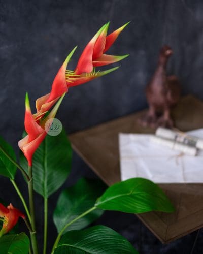 Heliconia Plant 16F12L-25 - Image 3