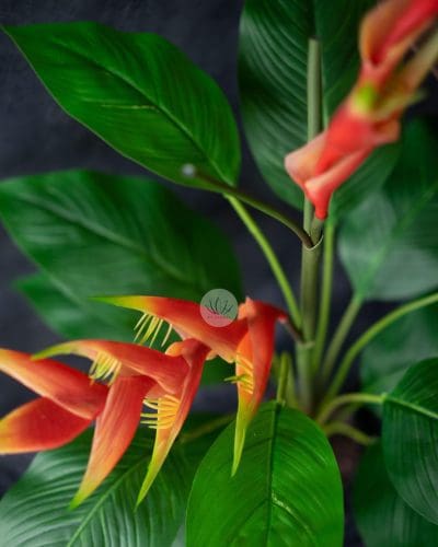 Heliconia Plant 16F12L-25 - Image 4