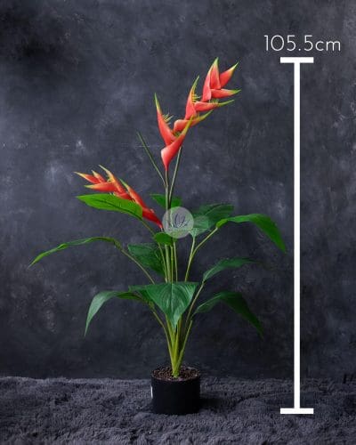 Heliconia Plant 16F12L-25 - Image 5