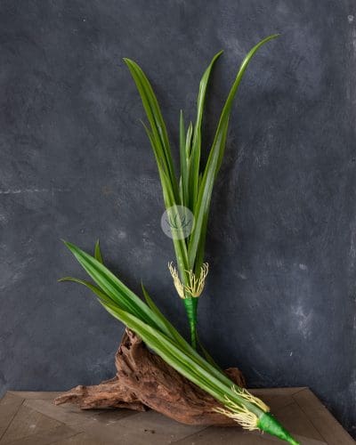 Cymbidium Leaf Bush DJ9