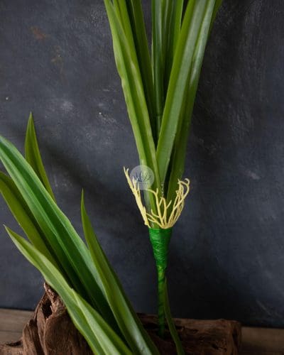 Cymbidium Leaf Bush DJ9 - Image 2
