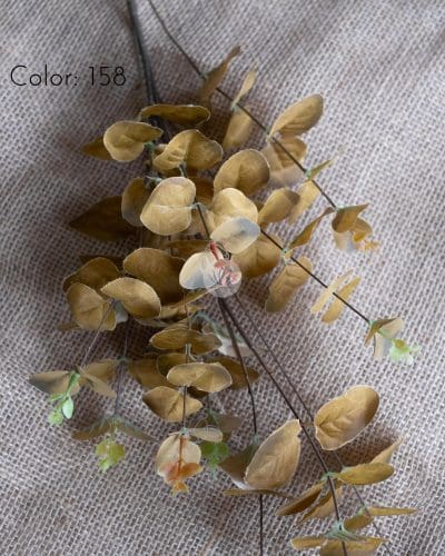 Eucalyptus BP12 - Image 5