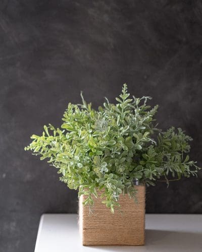 Aglaia Bush LWP7194