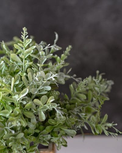 Aglaia Bush LWP7194 - Image 3