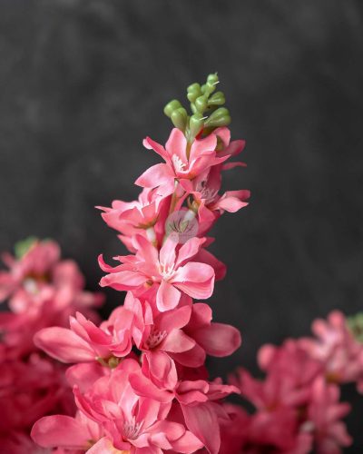 Matthiola Spray XF9918 - Image 2