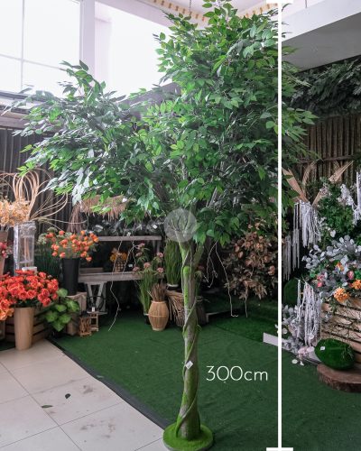 Ficus Tree (3 meter) LWP7362