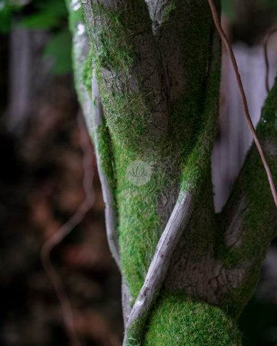 Ficus Tree (3 meter) LWP7362 - Image 2