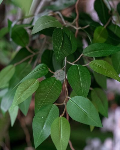 Ficus Tree (3 meter) LWP7362 - Image 3