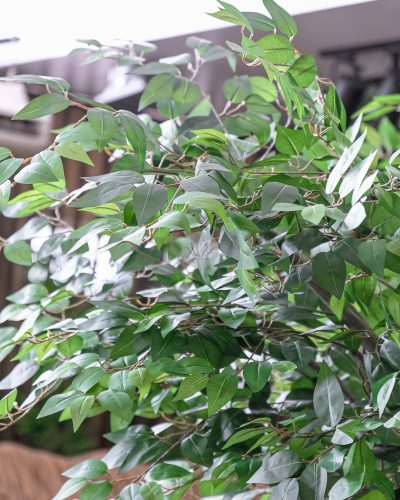 Ficus Tree (3 meter) LWP7362 - Image 7