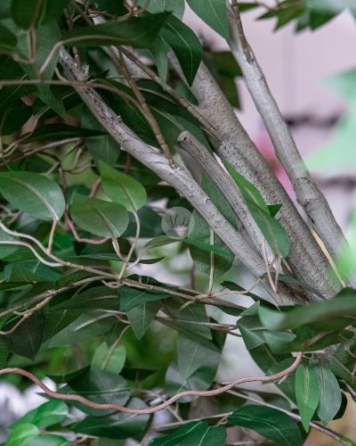Ficus Tree (3 meter) LWP7362 - Image 6