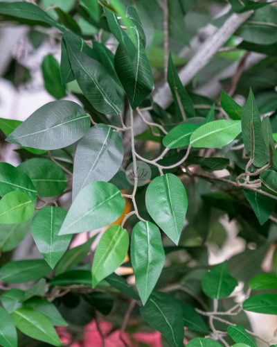 Ficus Tree (3 meter) LWP7362 - Image 5
