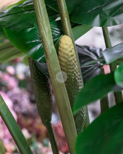 Monstera Deliciosa Fruit Salad PT6031 - Image 2