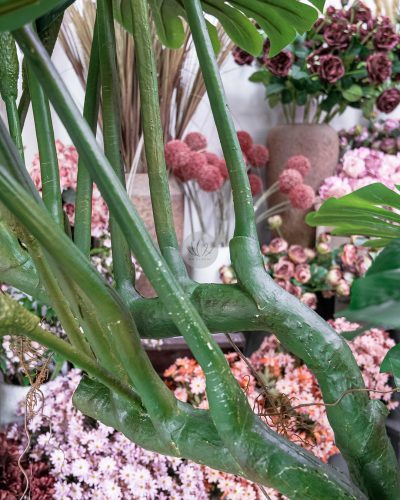 Monstera Deliciosa Fruit Salad PT6031 - Image 5