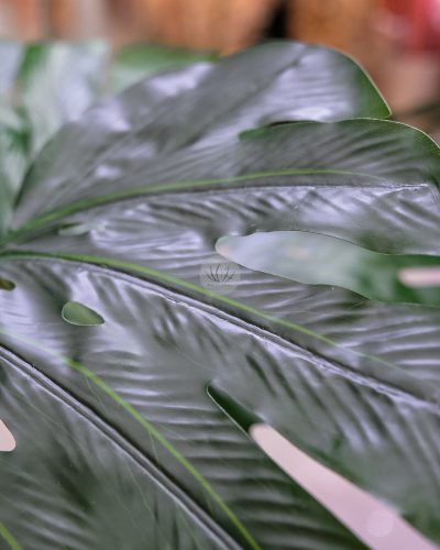 Monstera Deliciosa Fruit Salad PT6031 - Image 9
