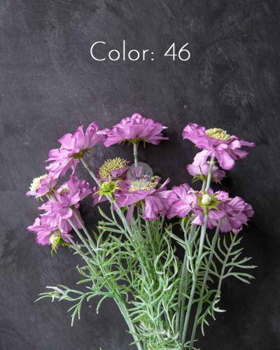 Scabiosa Spray XF9945 - Image 7