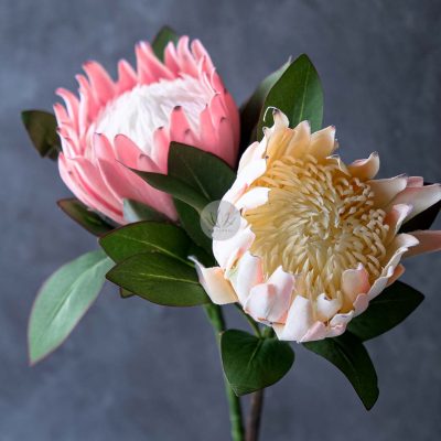Protea Spray XF9911