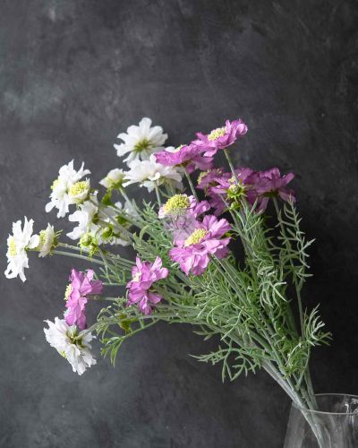 Scabiosa Spray XF9945