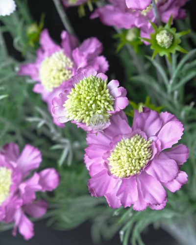 Scabiosa Spray XF9945 - Image 3