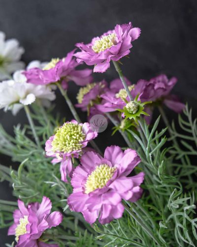 Scabiosa Spray XF9945 - Image 4