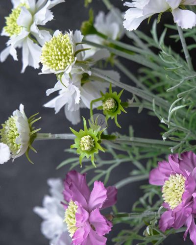 Scabiosa Spray XF9945 - Image 5