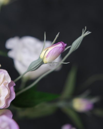 Lisianthus Spray XF9947 - Image 5