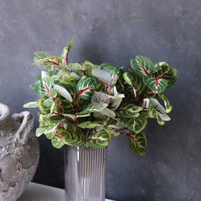 Calathea Roundifoliapoe BP87