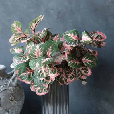 Calathea Roundifoliapoe BP88