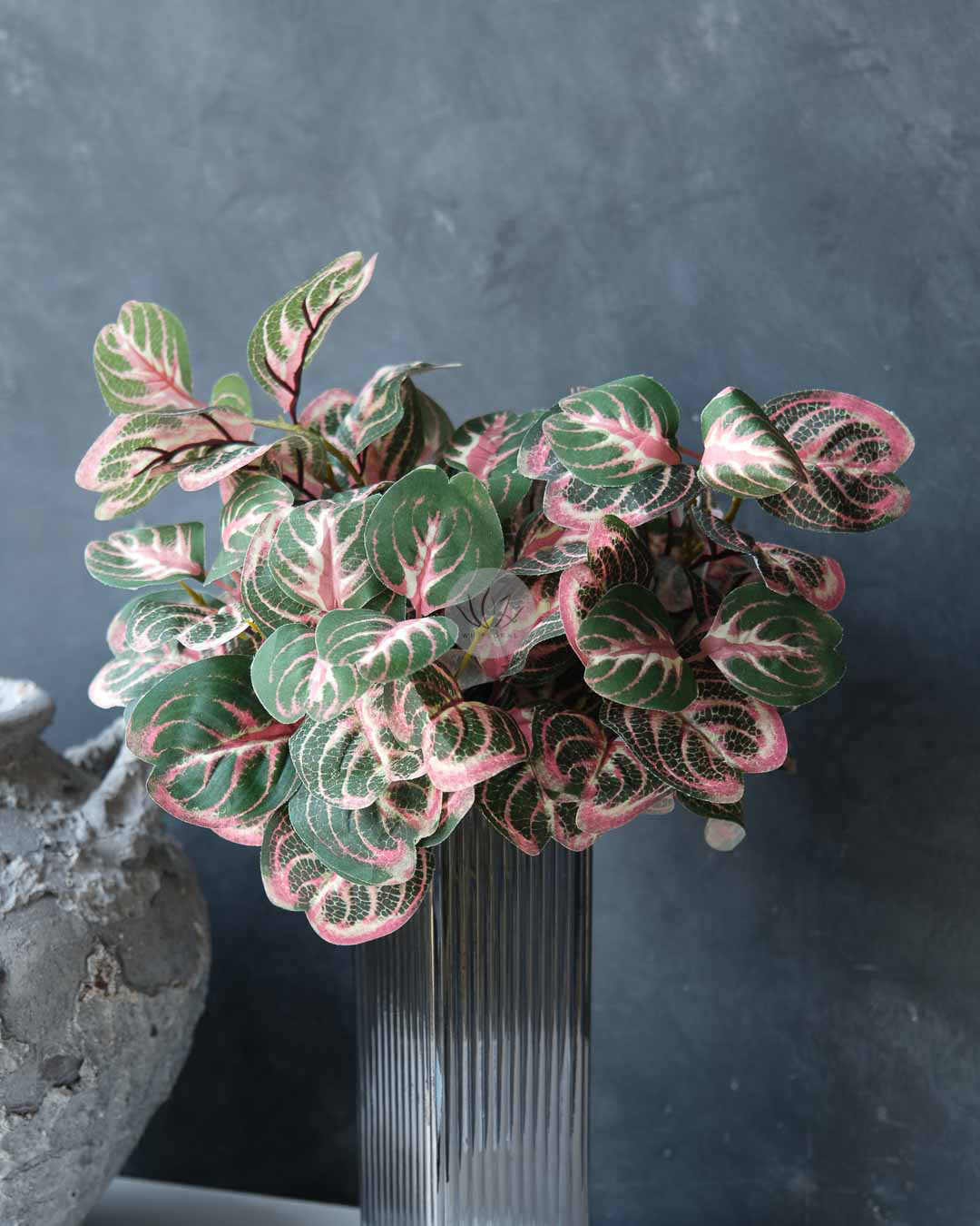 Calathea Roundifoliapoe BP88