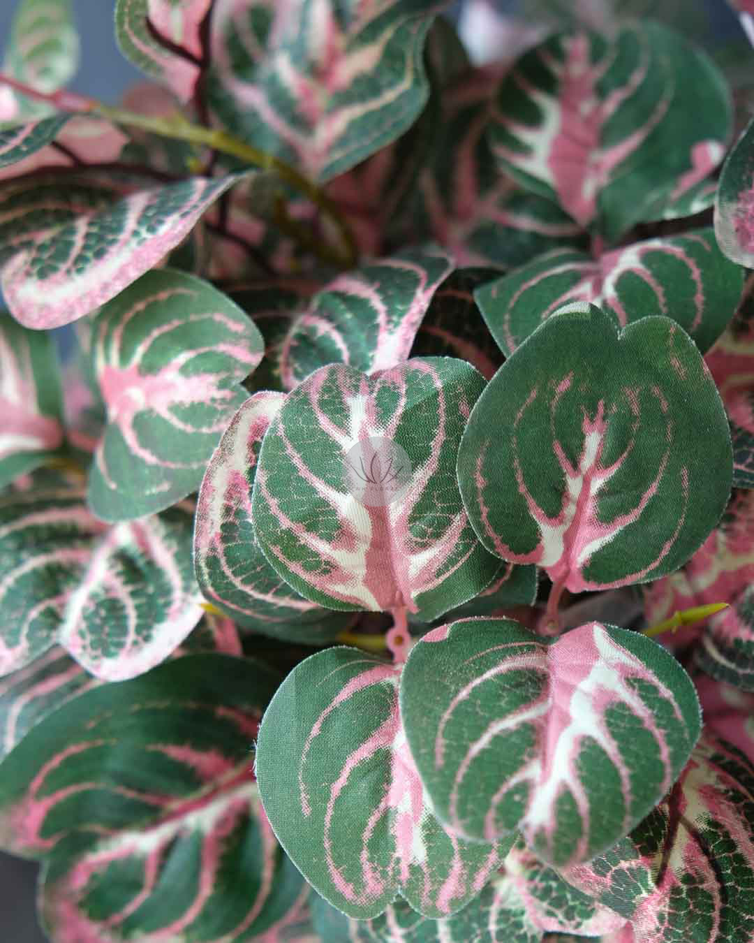Calathea Roundifoliapoe BP88 - Image 2