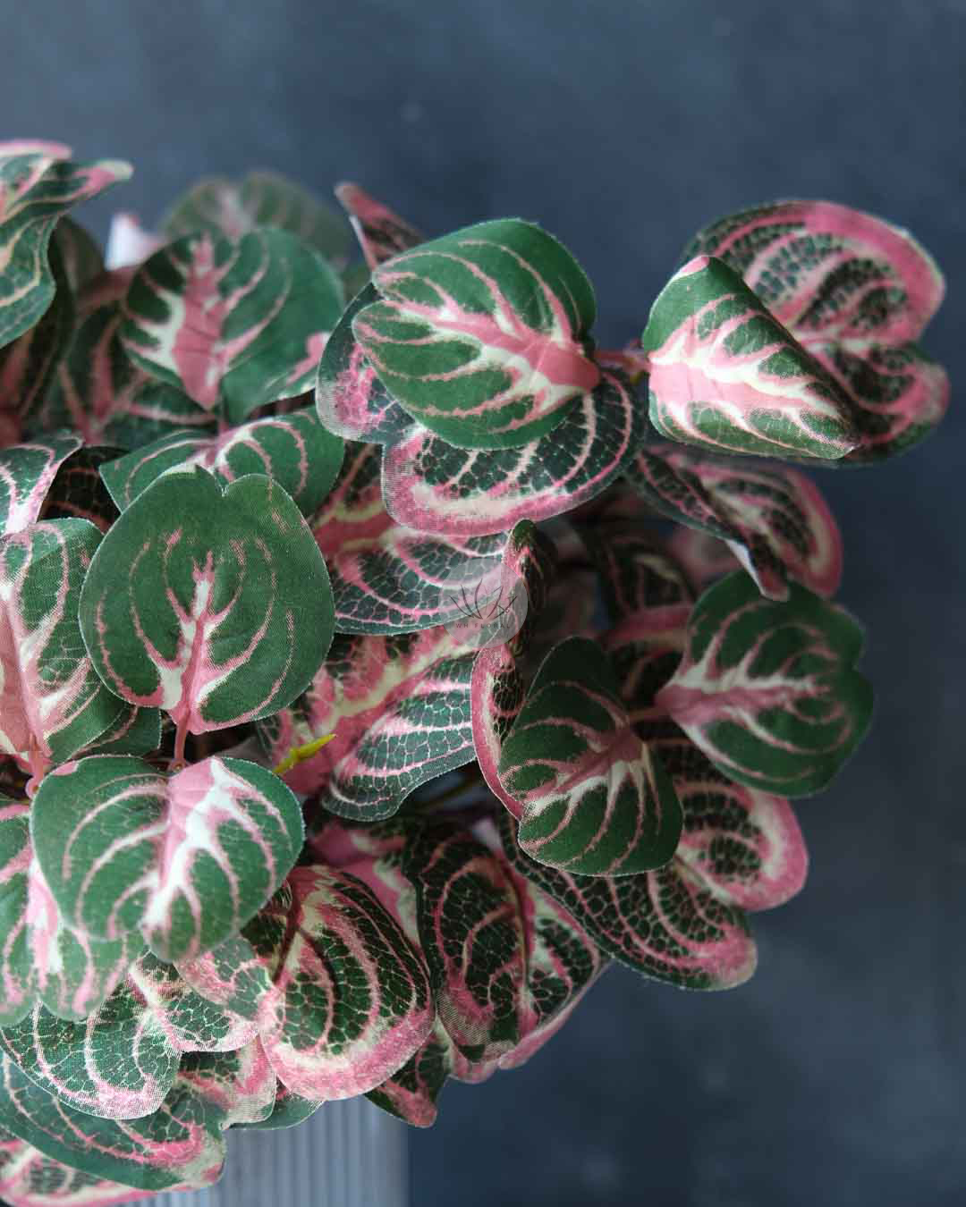 Calathea Roundifoliapoe BP88 - Image 3