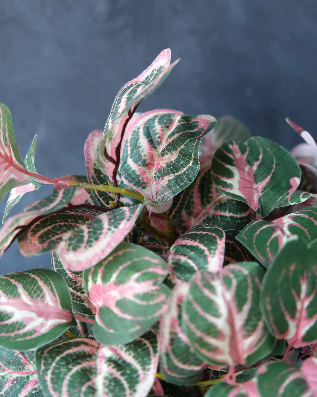 Calathea Roundifoliapoe BP88 - Image 4